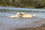 LABRADOR 202